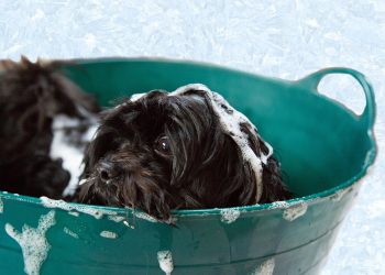 puppy, bath, foam, dog, shampoo, animal, canine, adorable, grooming, pet, shampoo, shampoo, shampoo, shampoo, shampoo