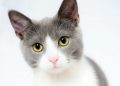 Adorable grey and white cat with striking yellow eyes against a plain backdrop.