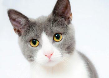 Adorable grey and white cat with striking yellow eyes against a plain backdrop.