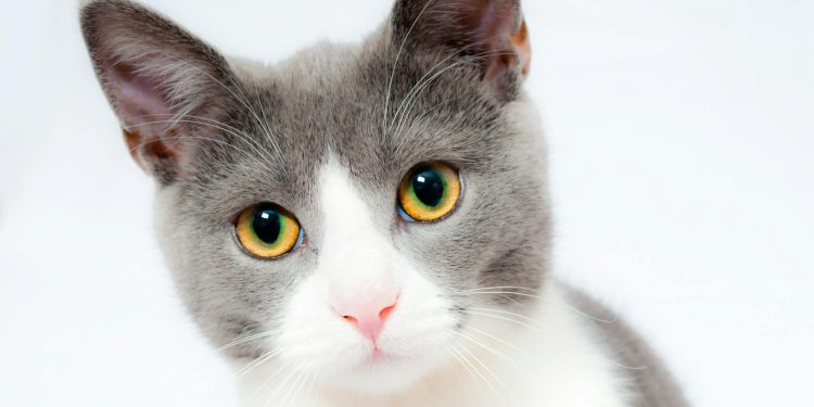 Adorable grey and white cat with striking yellow eyes against a plain backdrop.