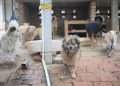 A group of dogs at an animal shelter on a brick pavement, ready for adoption.