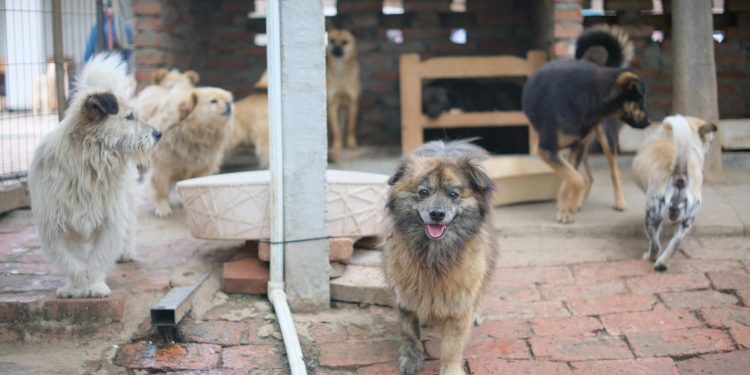 A group of dogs at an animal shelter on a brick pavement, ready for adoption.