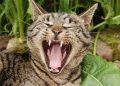 animal, mammal, cat, tongue, pet, teeth, yawn, tabby, teeth, teeth, teeth, teeth, nature, teeth, yawn