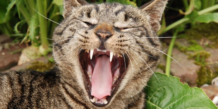 animal, mammal, cat, tongue, pet, teeth, yawn, tabby, teeth, teeth, teeth, teeth, nature, teeth, yawn