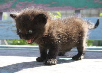 fear, schreck, pet, cat, anxiety, animal, terrible fear, atrocities, kitten, gray, anxiety, anxiety, anxiety, anxiety, anxiety