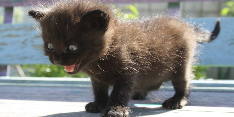 fear, schreck, pet, cat, anxiety, animal, terrible fear, atrocities, kitten, gray, anxiety, anxiety, anxiety, anxiety, anxiety