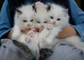 Three fluffy ragdoll kittens with blue eyes being held gently, showcasing their cuteness.