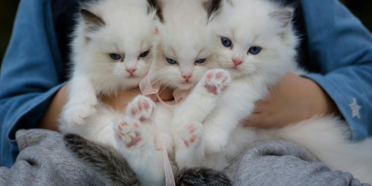 Three fluffy ragdoll kittens with blue eyes being held gently, showcasing their cuteness.