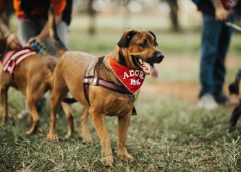 A friendly dog wearing an 'Adopt Me' bandana at a park, seeking a new home.