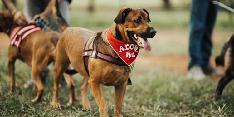 A friendly dog wearing an 'Adopt Me' bandana at a park, seeking a new home.