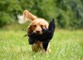 retrieve, dog, animal, pet, german quail, dog training, crow, hunt, game birds, dog training, dog training, dog training, dog training, dog training