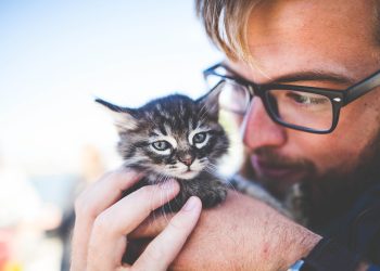 man, kitten, pet, owner, kitty, tabby, nature, cat, gray tabby, tabby cat, adorable, animal, cute, feline, caring, hands, holding, portrait, man, kitten, kitten, kitten, kitten, kitten, kitty, cat, cat, cat, caring, caring, caring