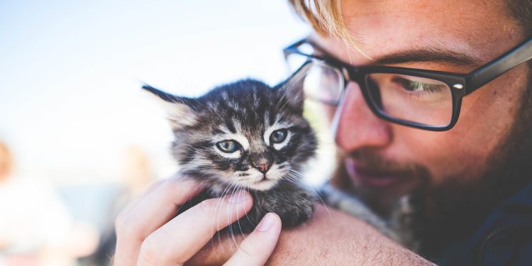 man, kitten, pet, owner, kitty, tabby, nature, cat, gray tabby, tabby cat, adorable, animal, cute, feline, caring, hands, holding, portrait, man, kitten, kitten, kitten, kitten, kitten, kitty, cat, cat, cat, caring, caring, caring