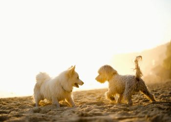 Two dogs playing on sandy beach during sunset, capturing joyful and warm pet moments.