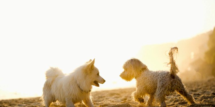 Two dogs playing on sandy beach during sunset, capturing joyful and warm pet moments.