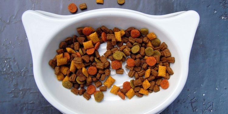 cat, food, pet food, dry food, bowl, white, color, pet food, pet food, pet food, pet food, animal, pet, pet food