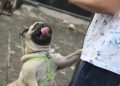 pug, tongue, jumping dog, jumping dog, jumping dog, jumping dog, jumping dog, jumping dog