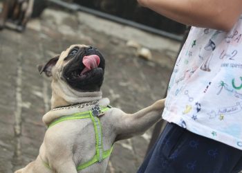 pug, tongue, jumping dog, jumping dog, jumping dog, jumping dog, jumping dog, jumping dog