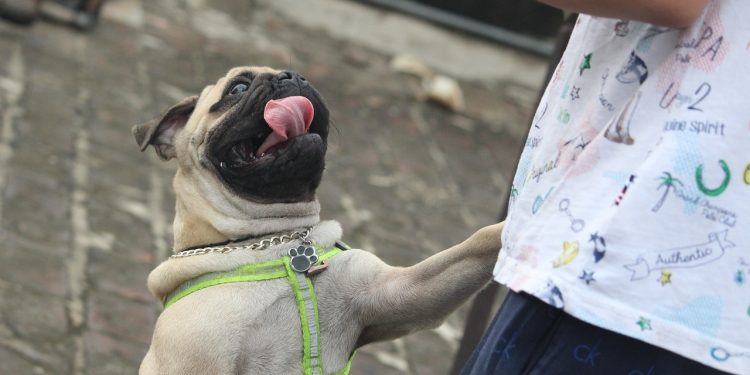 pug, tongue, jumping dog, jumping dog, jumping dog, jumping dog, jumping dog, jumping dog
