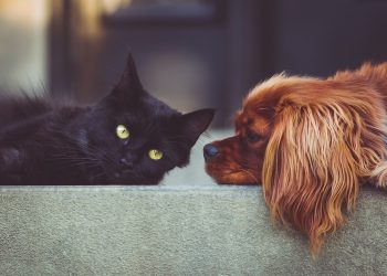 dog, cat, pets, mammals, animals, friends, friendship, brown dog, black cat, domestic, domestic animals, portrait, friendship day, dog, cat, pets, nature, pets, pets, friendship, pet, friendship, friendship, animal, friendship, friendship