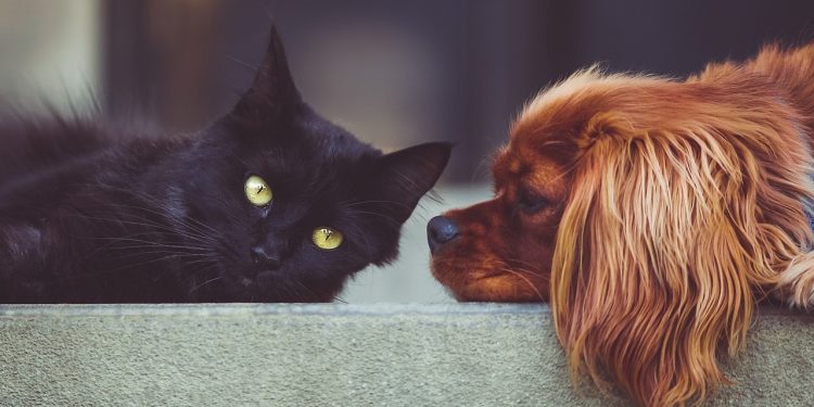 dog, cat, pets, mammals, animals, friends, friendship, brown dog, black cat, domestic, domestic animals, portrait, friendship day, dog, cat, pets, nature, pets, pets, friendship, pet, friendship, friendship, animal, friendship, friendship