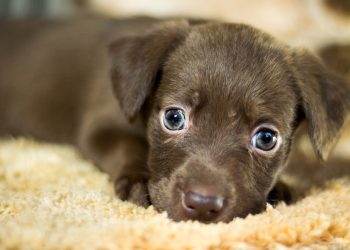 dog, adoption, home, adopted dog, lost dog, turners, pet, pets, animals, ears, domestic animal, mutt, animal, nature, puppy, snout, small, lonely, by myself, friend, dog, dog, dog, adoption, lost dog, pet, mutt, puppy, puppy, puppy, puppy, puppy