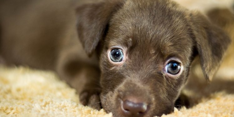 dog, adoption, home, adopted dog, lost dog, turners, pet, pets, animals, ears, domestic animal, mutt, animal, nature, puppy, snout, small, lonely, by myself, friend, dog, dog, dog, adoption, lost dog, pet, mutt, puppy, puppy, puppy, puppy, puppy