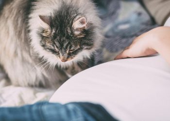 animals, people, allergy, baby, animal, belly, birth, cat, child, childbirth, danger, family, female, friend, fur, home, infant, kid, allergy, allergy, pet, allergy, allergy, allergy, nature, childbirth, childbirth, childbirth