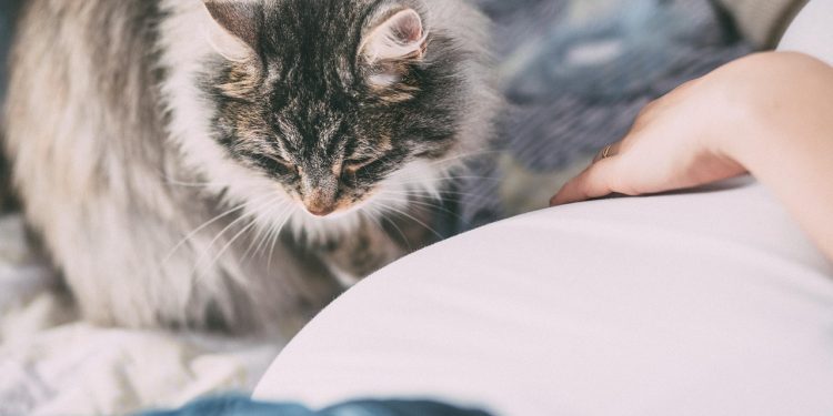 animals, people, allergy, baby, animal, belly, birth, cat, child, childbirth, danger, family, female, friend, fur, home, infant, kid, allergy, allergy, pet, allergy, allergy, allergy, nature, childbirth, childbirth, childbirth