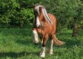 horse, trick, kaltblut, sleight of hand, cute, check, mare, horse, horse, horse, horse, horse, trick, trick, kaltblut, nature, kaltblut, check, check, mare, mare