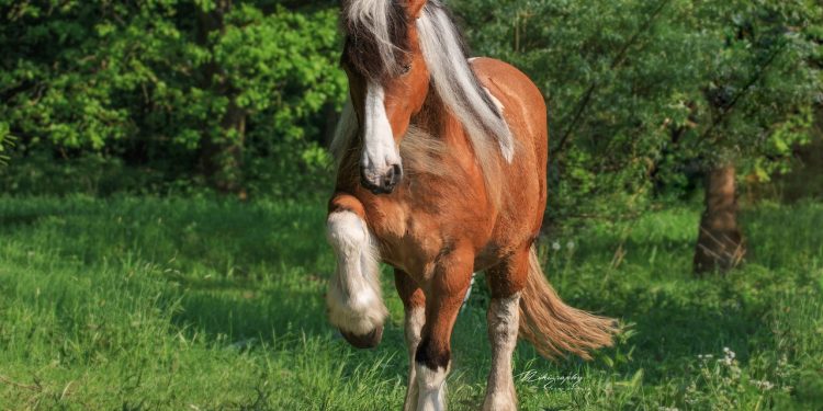 horse, trick, kaltblut, sleight of hand, cute, check, mare, horse, horse, horse, horse, horse, trick, trick, kaltblut, nature, kaltblut, check, check, mare, mare
