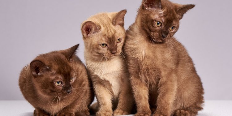 cute, cats, kittens, animals, mammals, pet, burmese cats, three, looking, interested, cats, cats, cats, nature, cats, cats, kittens, kittens, pet, pet, three