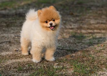 dog, animal, nature, puppy, pets, cute, dog and, snow, stare, beloved, pet, dog, dog, dog, dog, dog, puppy, puppy, puppy, puppy
