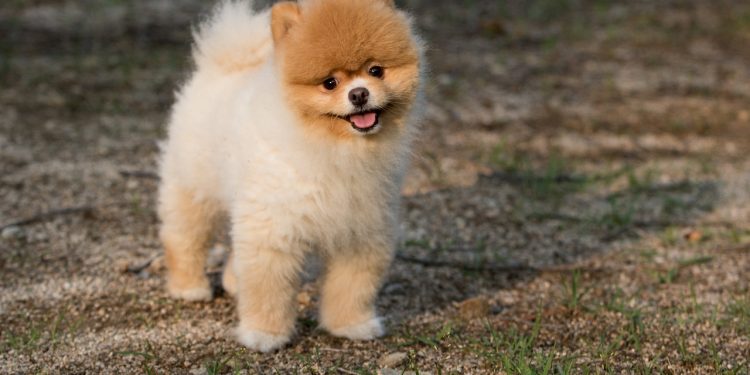 dog, animal, nature, puppy, pets, cute, dog and, snow, stare, beloved, pet, dog, dog, dog, dog, dog, puppy, puppy, puppy, puppy