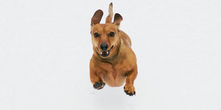 Playful dachshund captured mid-run on a white background, showcasing its joyful energy.