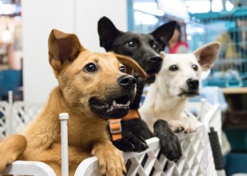 dog, adoption, desire, animal, pet, taiwan, adoption, adoption, adoption, adoption, adoption