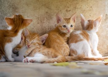 cat, animal, kitty, nature, pet, brown pets, cat, cat, cat, cat, cat, kitty