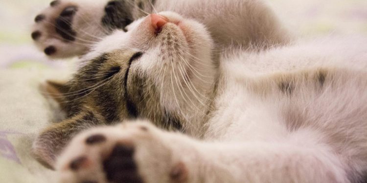 A close-up shot of a cute kitten sleeping peacefully on a soft surface.