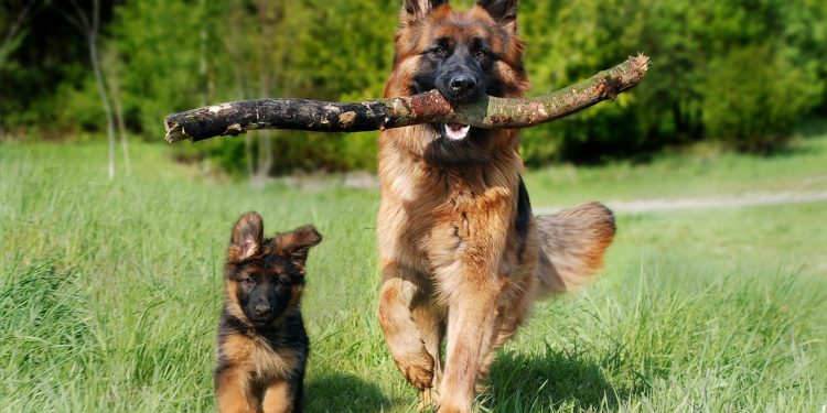 shepherd dog, dog, domestic animal, animal, dog puppy, baby dog, young and old, old german shepherd dog, puppy, nature, dog, pet, dog, dog, dog, dog, puppy