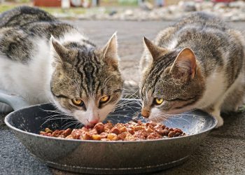 cats, eating, food, cat food, street cats, sweet, fur, hungry, pet, eat, kitty, mieze, animals, feed, feline, bowl, thoroughbred, mammal, cat food, cat food, nature, cat food, cat food, cat food