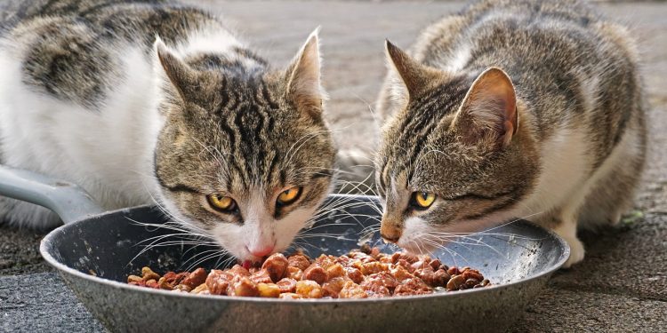 cats, eating, food, cat food, street cats, sweet, fur, hungry, pet, eat, kitty, mieze, animals, feed, feline, bowl, thoroughbred, mammal, cat food, cat food, nature, cat food, cat food, cat food