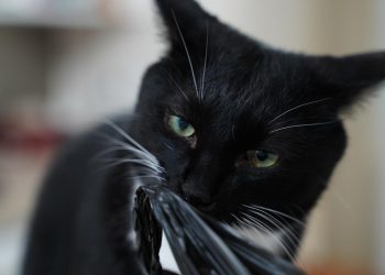 cat, kitty, animal, beloved, cute, face, snow, beard, nature, your, pets, pet