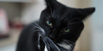 cat, kitty, animal, beloved, cute, face, snow, beard, nature, your, pets, pet