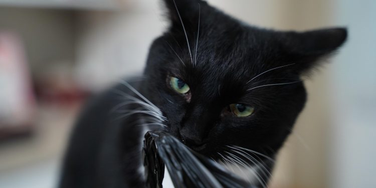 cat, kitty, animal, beloved, cute, face, snow, beard, nature, your, pets, pet