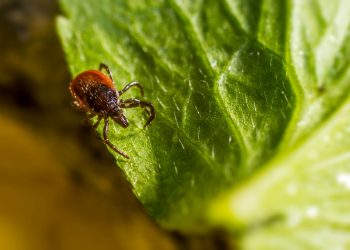 Close-up image showcasing a tick perched on a green leaf, emphasizing details.
