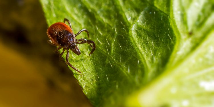 Close-up image showcasing a tick perched on a green leaf, emphasizing details.