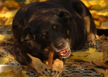 dog, delicious, pet, nutrition, food, appetite, eat, biting, yard, foliage, yellow, day, animal, autumn, yummy