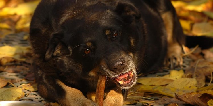 dog, delicious, pet, nutrition, food, appetite, eat, biting, yard, foliage, yellow, day, animal, autumn, yummy