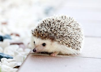 animal, hedgehog, nature, pet, mammal, species, fauna, animal, animal, animal, animal, animal, hedgehog, hedgehog, hedgehog, pet