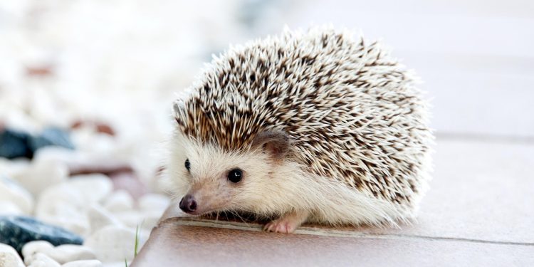 animal, hedgehog, nature, pet, mammal, species, fauna, animal, animal, animal, animal, animal, hedgehog, hedgehog, hedgehog, pet